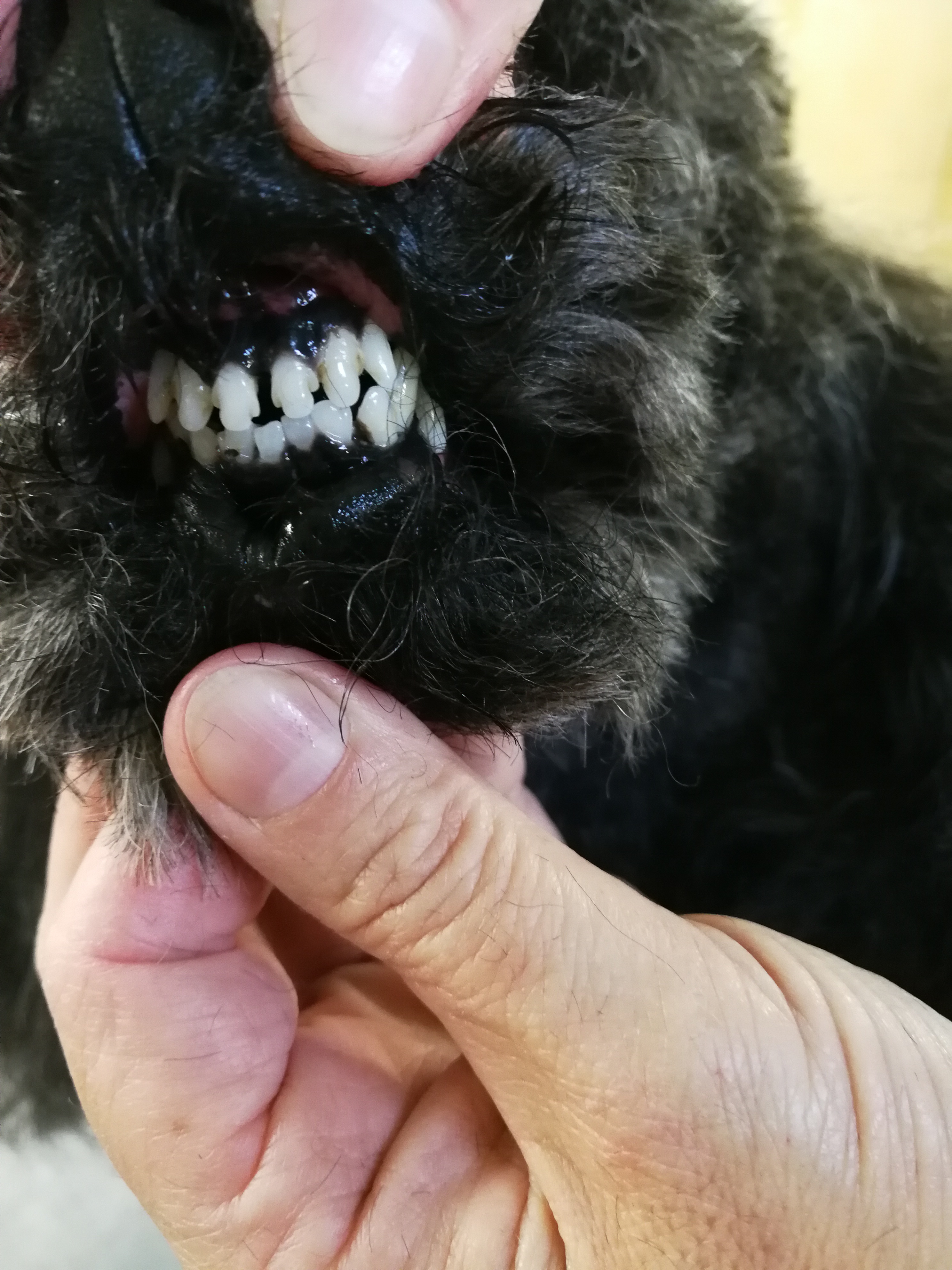 Pulizia denti cane senza anestesia con spazzolino ad ultrasuoni -  TOELETTATURA ARMONY PET